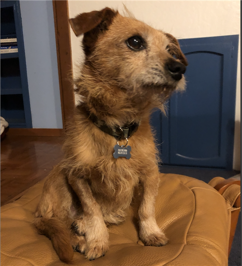 Picture of my dog, Rupert 